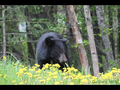 Black Bears