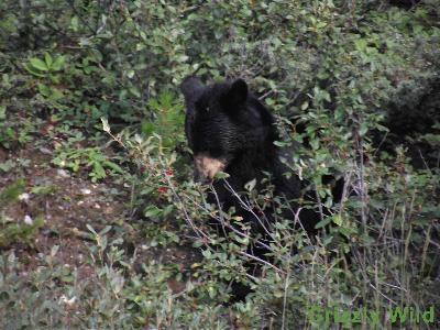 Black Bears