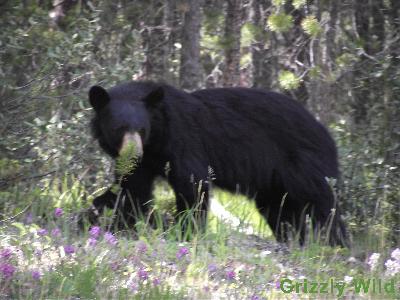 Black Bears