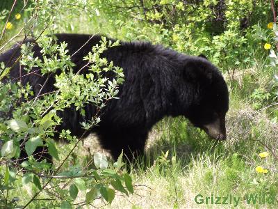 Black Bears