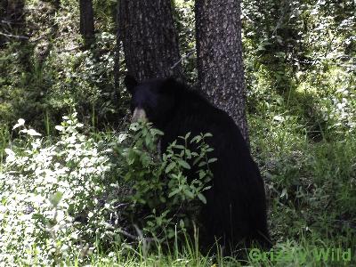 Black Bears