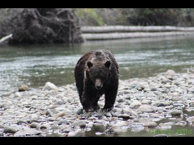 Grizzly Bears