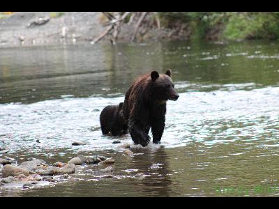 Grizzly Bears