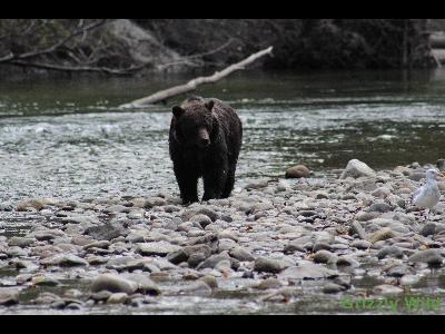 Grizzly Bears