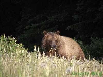 Grizzly Bears