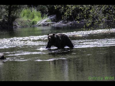 Grizzly Bears