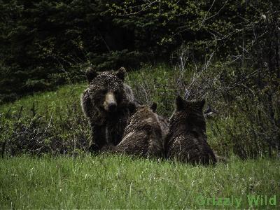 Grizzly Bears