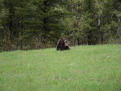 Grizzly Bears