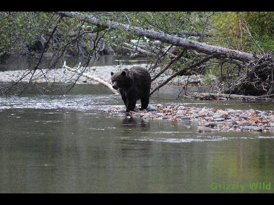 Grizzly Bears