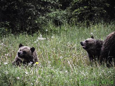 Grizzly Bears