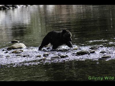 Grizzly Bears