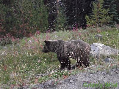 Grizzly Bears