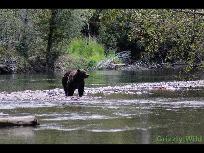 Grizzly Bears