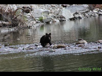 Grizzly Bears