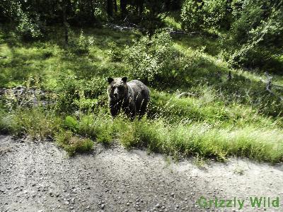 Grizzly Bears