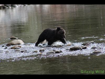 Grizzly Bears