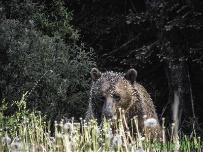 Grizzly Bears