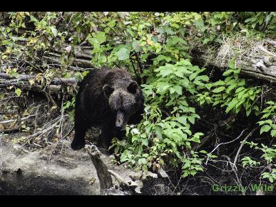 Grizzly Bears