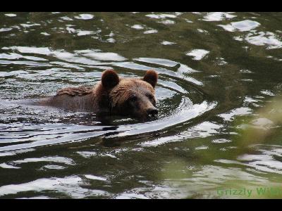 Grizzly Bears