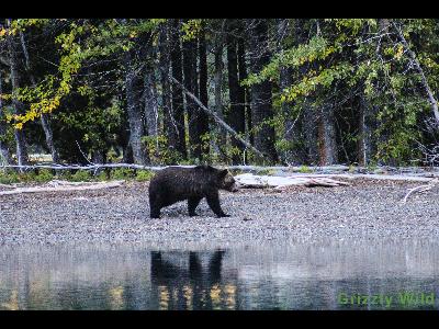 Grizzly Bears