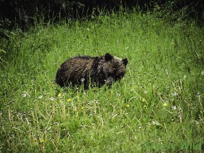 Grizzly Bears