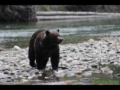 Grizzly Bears