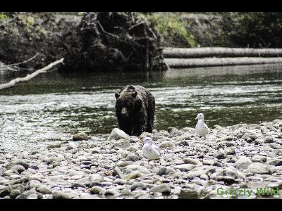 Grizzly Bears