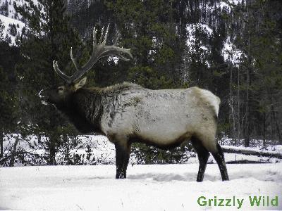 Elk