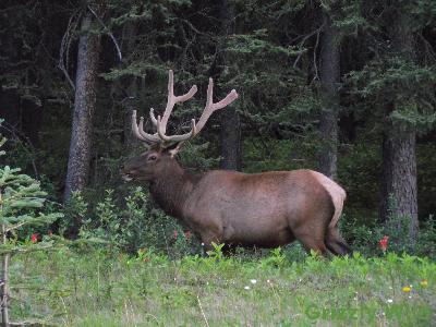 Elk