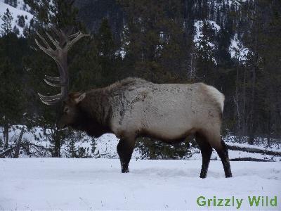 Elk