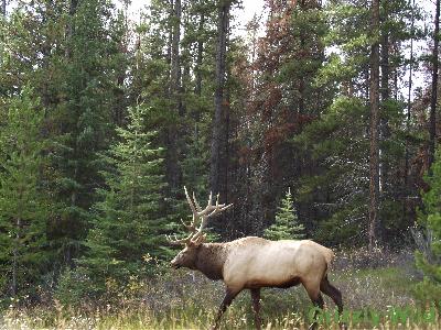 Elk