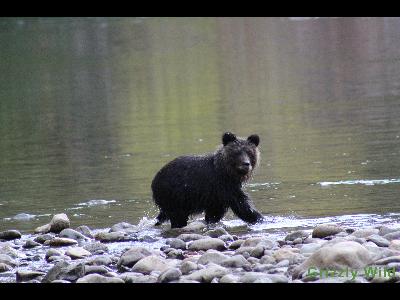 Grizzly Bears