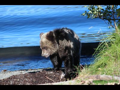 Grizzly Bears