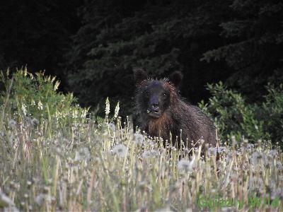 Grizzly Bears