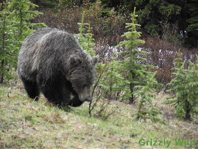 Grizzly Bears