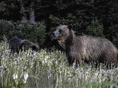 Grizzly Bears