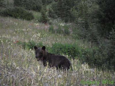 Grizzly Bears