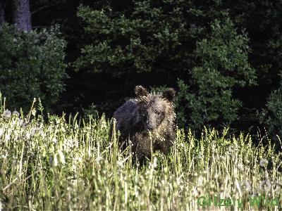 Grizzly Bears