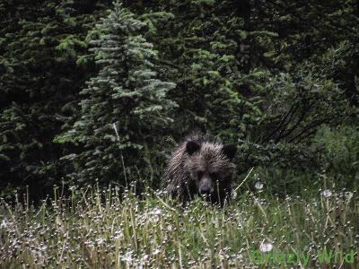 Grizzly Bears