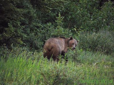 Grizzly Bears