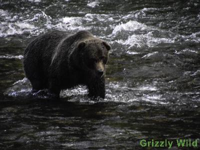 Grizzly Bears