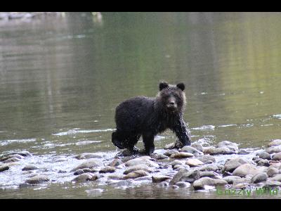 Grizzly Bears