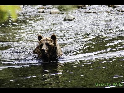 Grizzly Bears