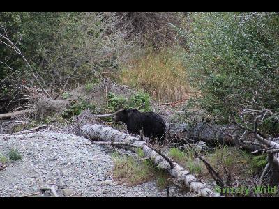 Grizzly Bears