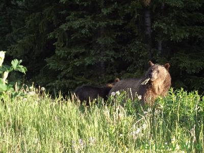 Grizzly Bears