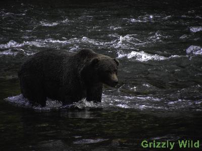 Grizzly Bears