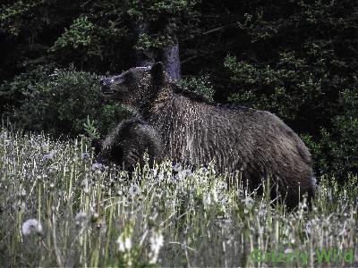 Grizzly Bears