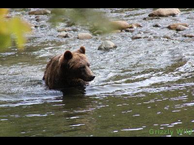 Grizzly Bears