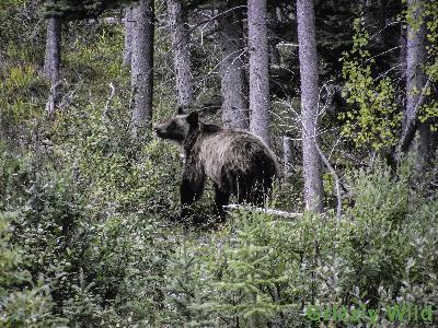 Grizzly Bears