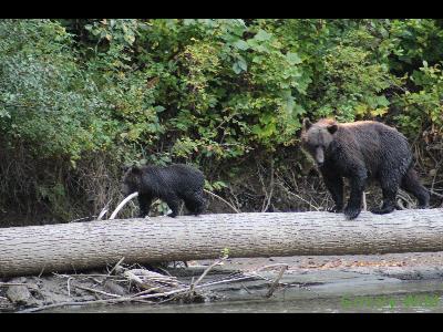 Grizzly Bears